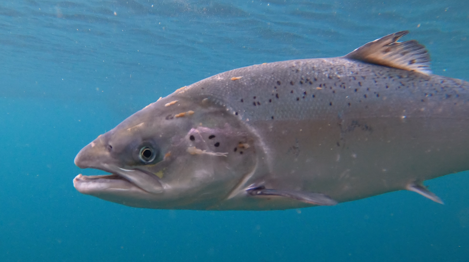 CIWF Scottish Salmon Investigation March 2021 #12 Cooke lice infested CIWF Scottish Salmon Investigation March 2021 #12 Cooke lice infested