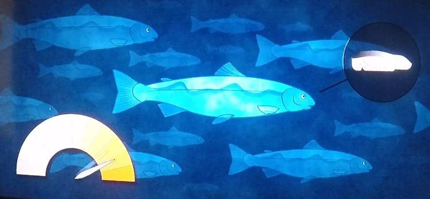 Seaspiracy clip #4 SalmoFan Seaspiracy clip #4 SalmoFan