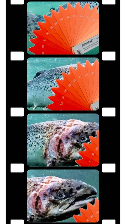 Scottish Scamon film-strip with SalmoFan