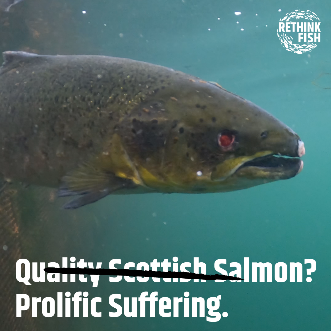 CIWF Scottish Salmon Investigation March 2021 Graphics #4