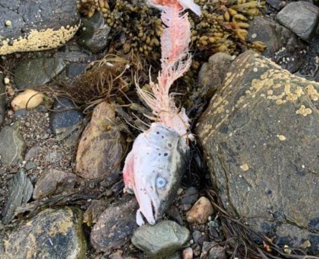 Euan McGrandle blog April 2021 #19 Euan McGrandle blog April 2021 #19