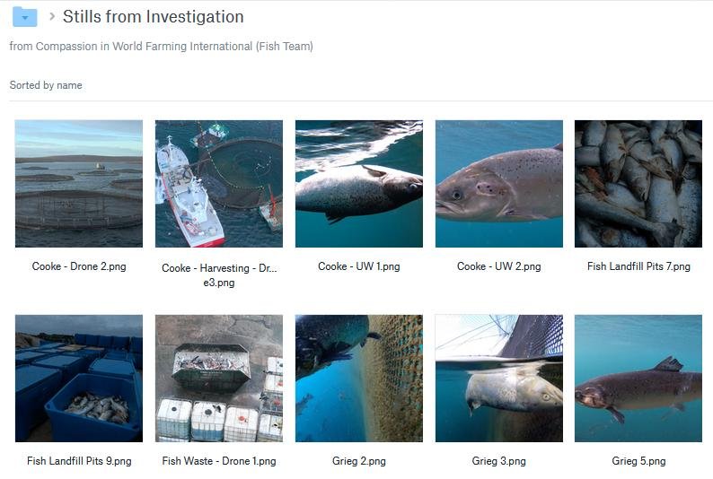 CIWF Scottish Salmon Investigation March 2021 #10 Stills from Investigation CIWF Scottish Salmon Investigation March 2021 #10 Stills from Investigation