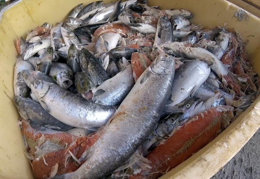 Dunvegan morts Sept 2020 #1