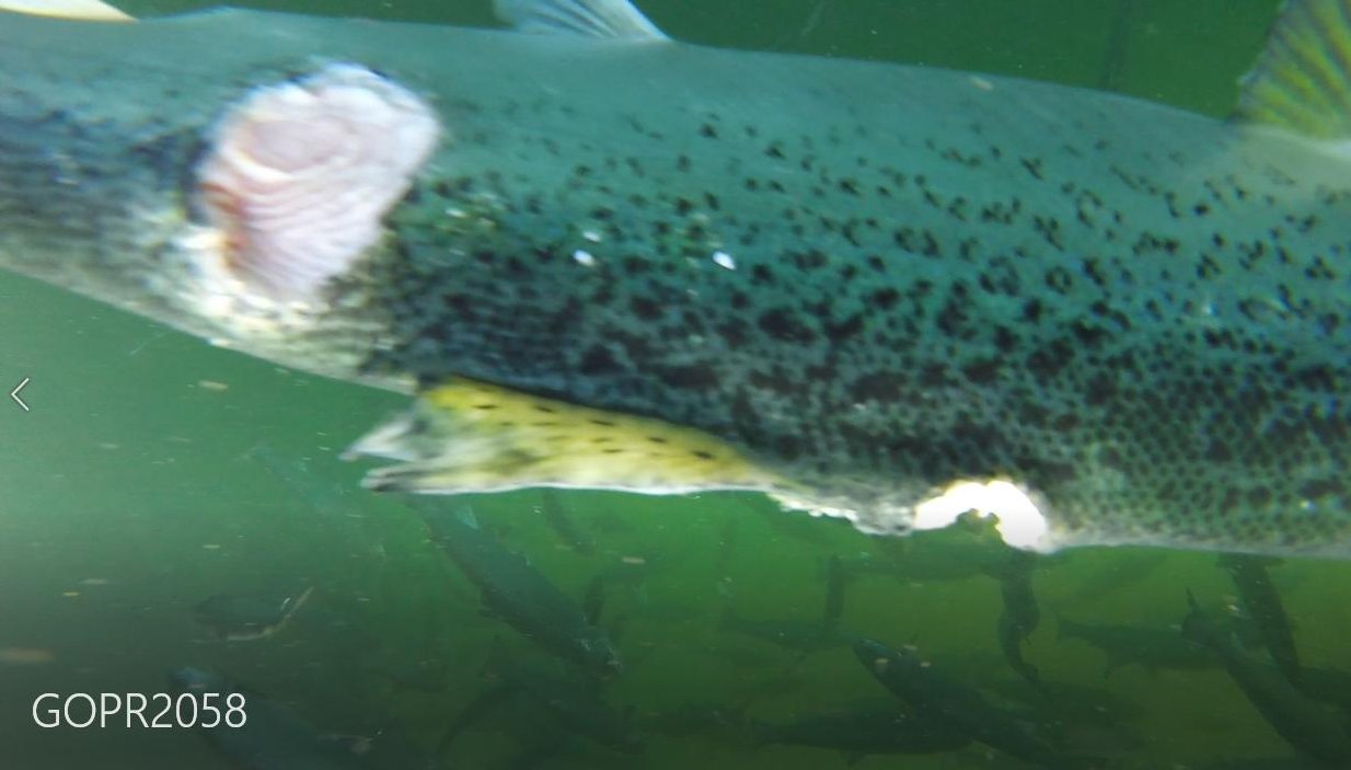 Spelve #3 May 7th 2021 Spelve #3 May 7th 2021