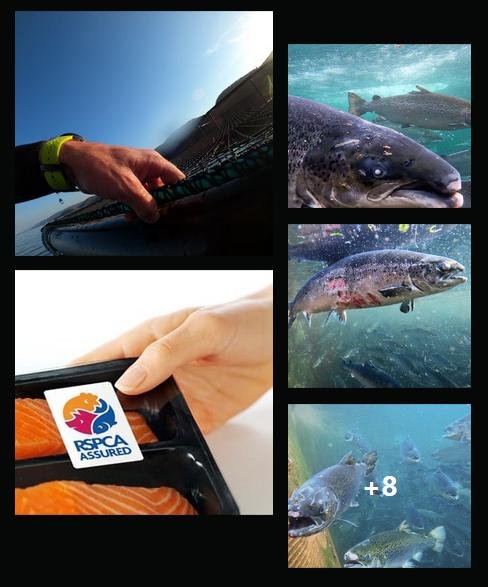 RSPCA Corin critique 13 May 2021 #3