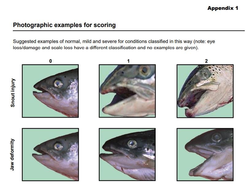 RSPCA standards Feb 2021 #6 physical injury monitoring