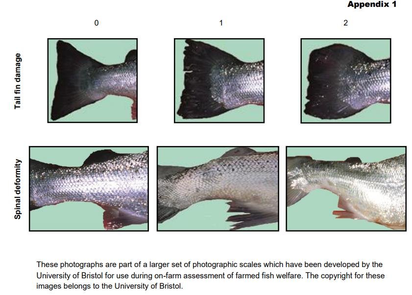 RSPCA standards Feb 2021 #8 physical injury monitoring