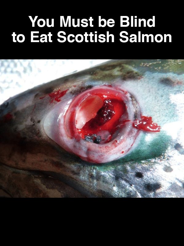 #20 You Must be Blind to Eat Scottish Salmon