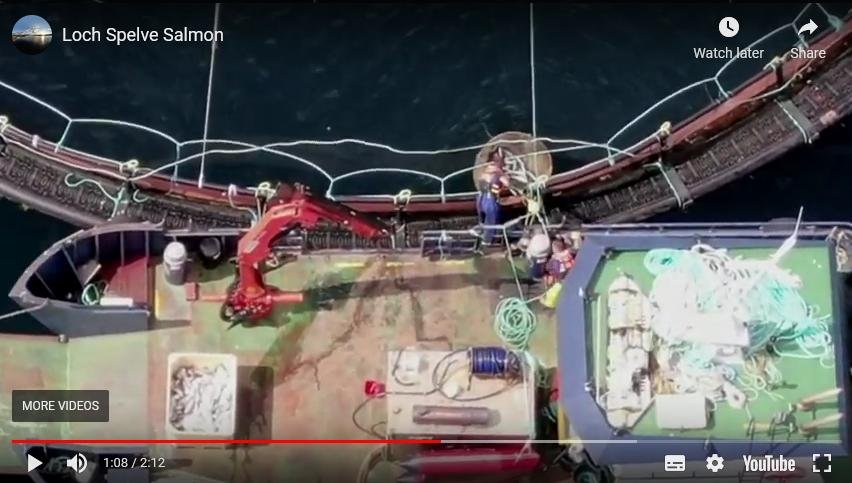 Morts spleve 16 May 2021 #2 Morts spleve 16 May 2021 #2