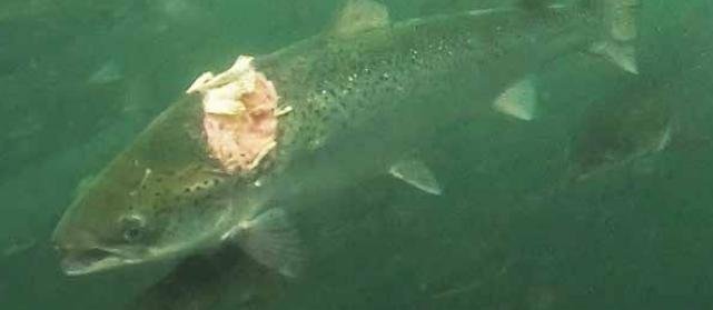 CIWF Dead Fish report March 2021 #3 photo