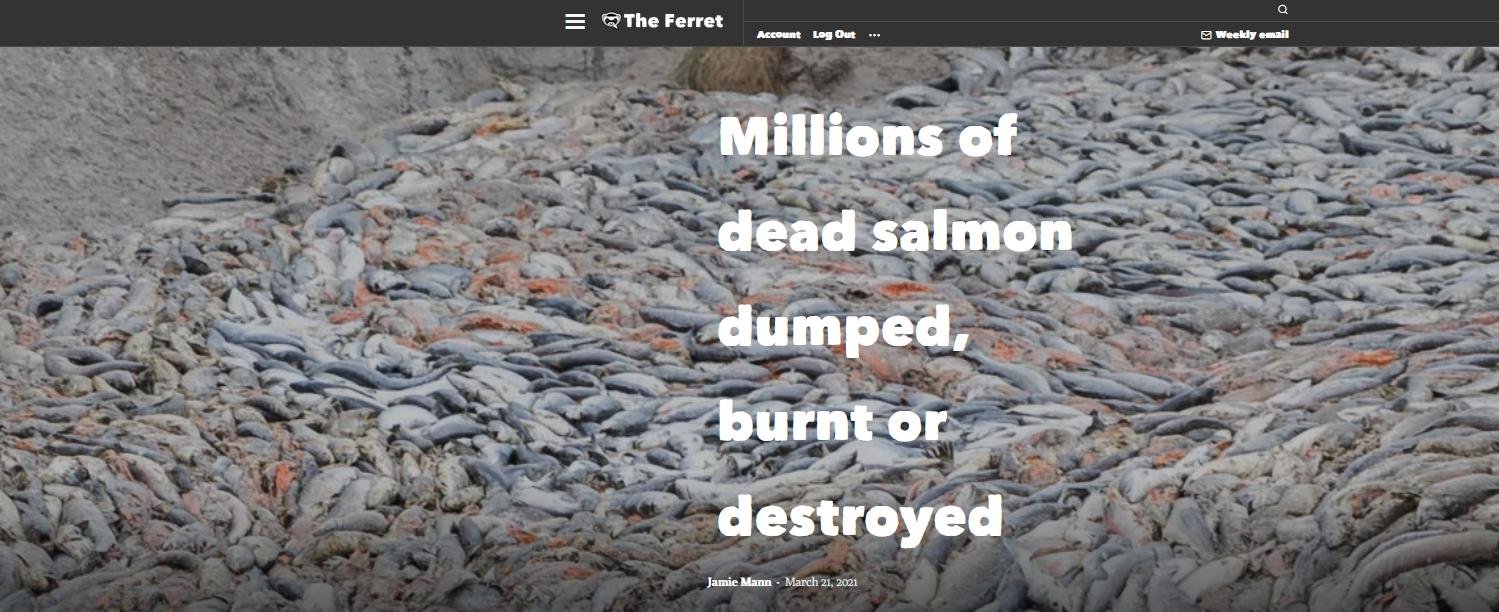 Whiteshore Cockles dump #3 Whiteshore Cockles dump #3