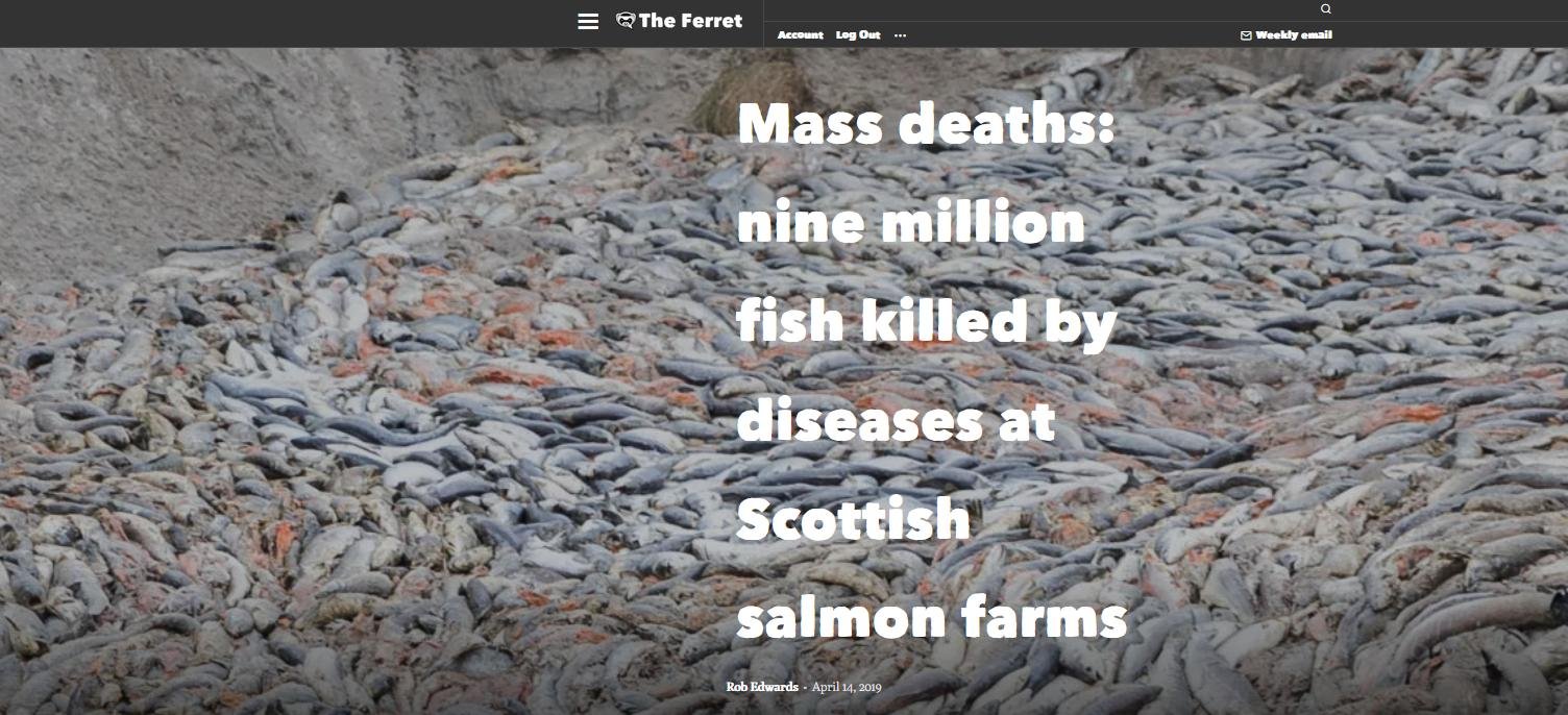 Whiteshore Cockles dump #4 Whiteshore Cockles dump #4