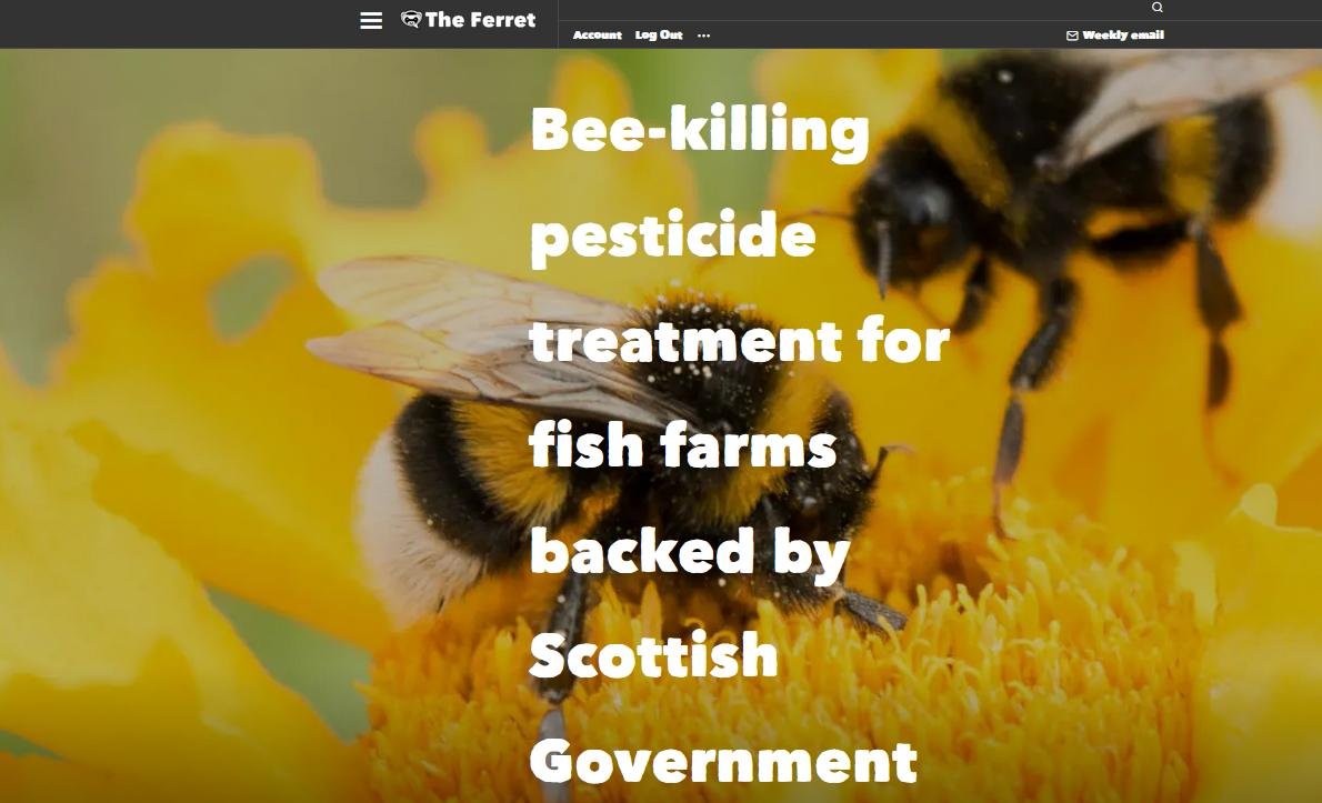 Ferret 21 May 2021 #1