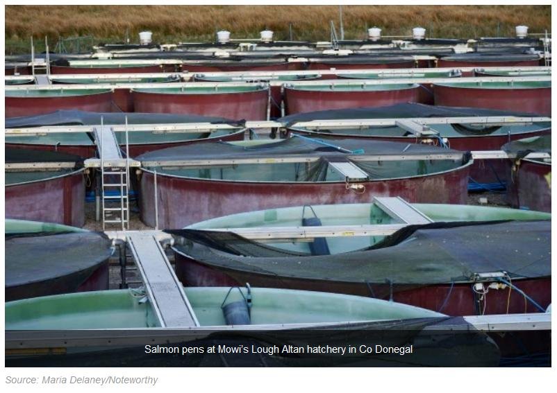 Salmondemic blog July 2021 #34 Altan