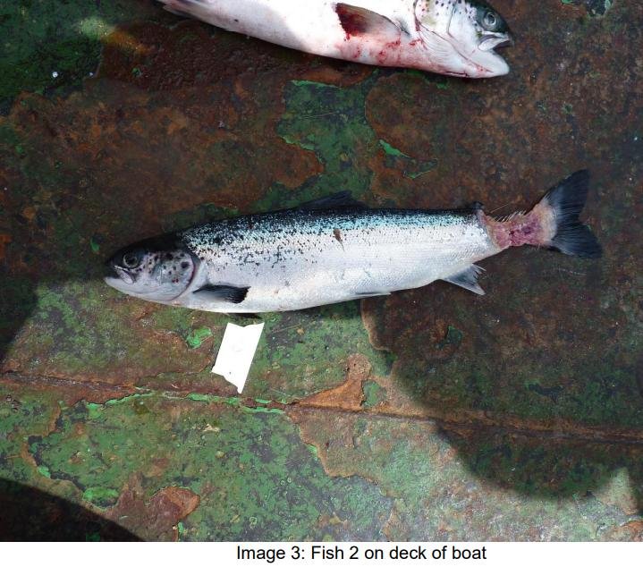 FHI May 2021 Spelve #20 FHI May 2021 Spelve #20