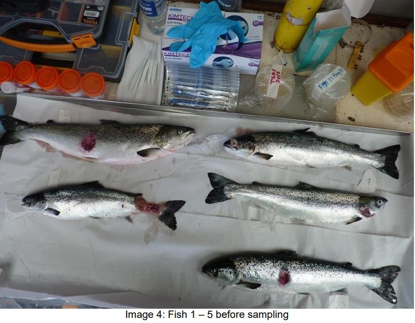 FHI May 2021 Spelve #23 FHI May 2021 Spelve #23