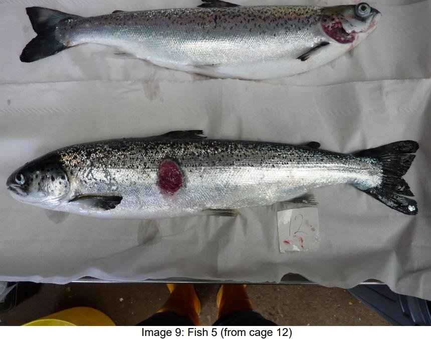 FHI May 2021 Spelve #29 FHI May 2021 Spelve #29