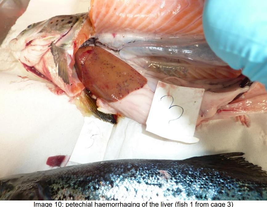 FHI May 2021 Spelve #30 FHI May 2021 Spelve #30