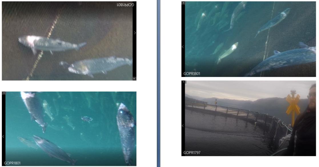 Photos at The Scottish Salmon Company Strome salmon farm in Loch Carron on 6 Sept 2021 #11