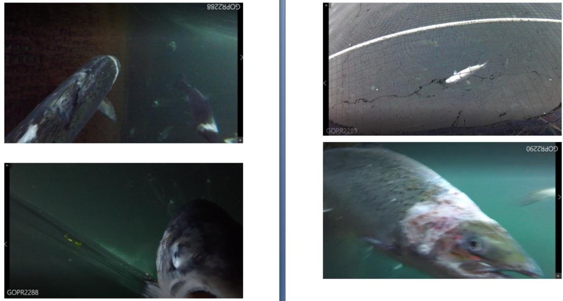 Photos at The Scottish Salmon Company Strome salmon farm in Loch Carron on 6 Sept 2021 #4