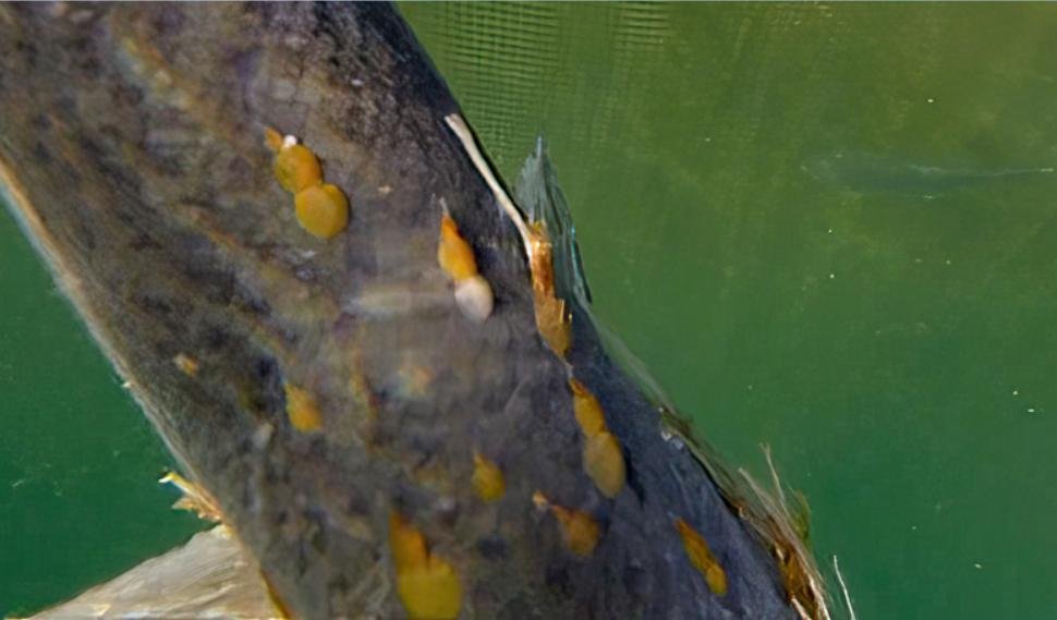 Photo stills Shuna Castle Kames 2 Sept 2021 close up #2 Photo stills Shuna Castle Kames 2 Sept 2021 close up #2