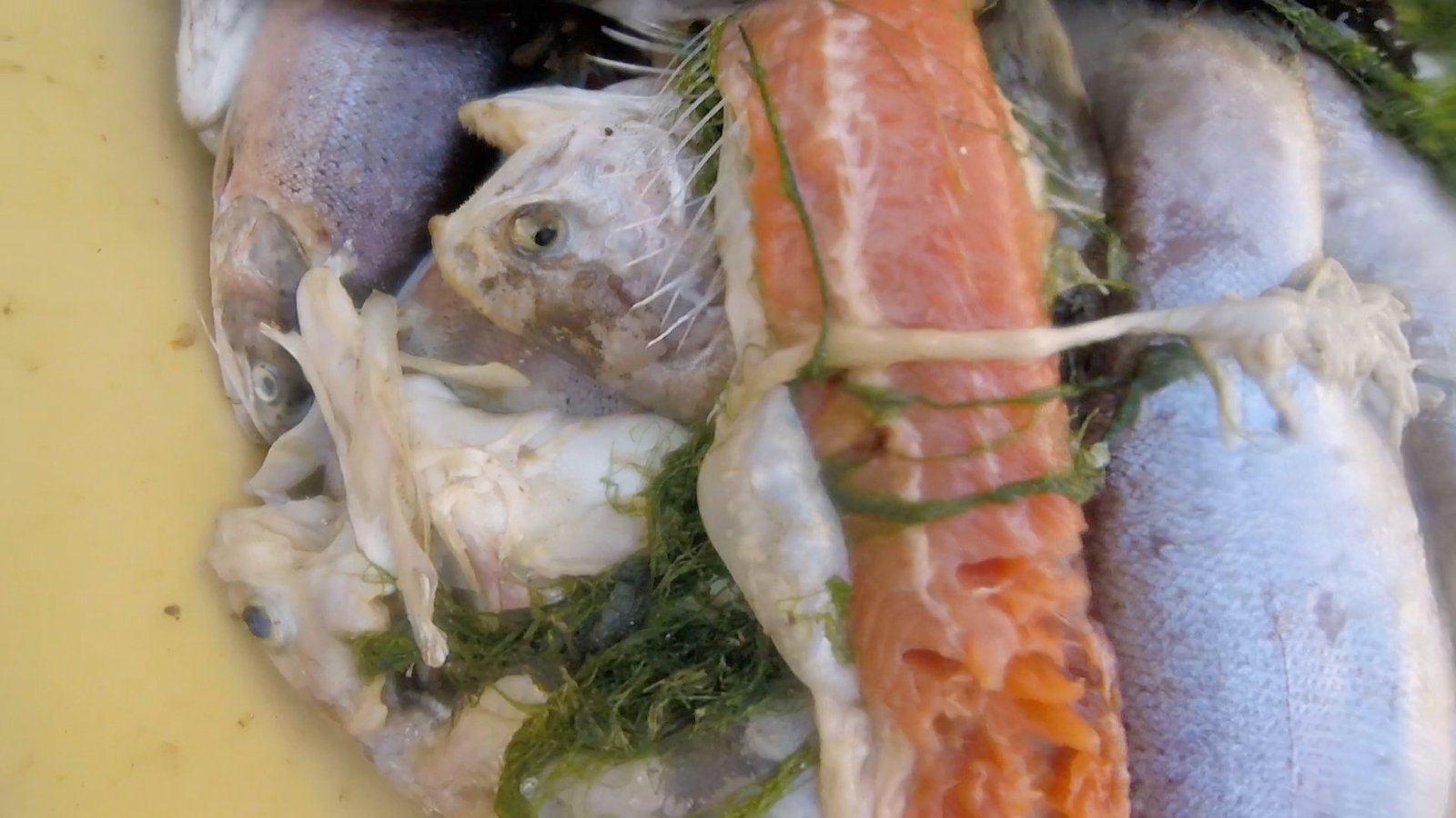 Photo stills Shuna Castle Kames 2 Sept 2021 close up #8 Photo stills Shuna Castle Kames 2 Sept 2021 close up #8