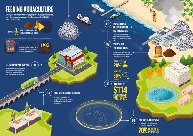 Changing Markets Floundering Nov 2021 Executive Summary #3 feeding