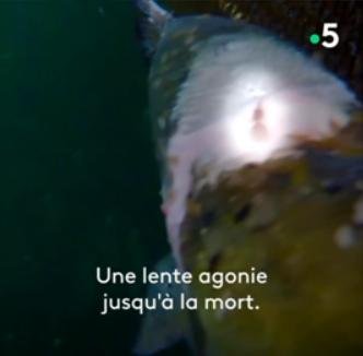 French TV photo #2