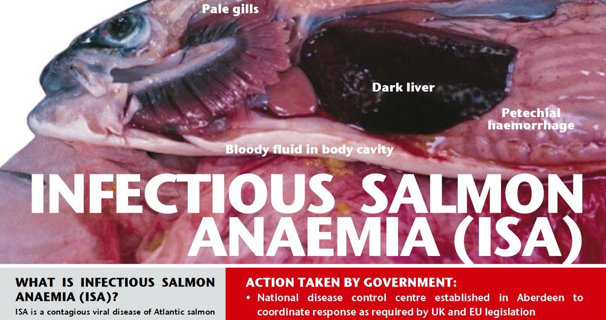 ISA factsheet #1 ISA factsheet #1