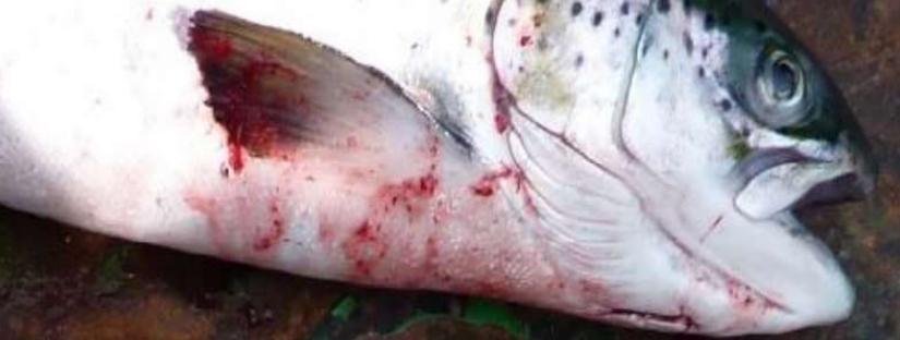 ISA photo #2 ISA photo #2