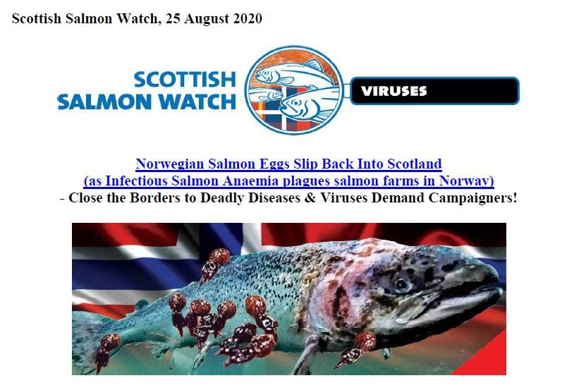 PR Norwegian Salmon Ova Slip Back Into Scotland 25 August 2020 #1 PR Norwegian Salmon Ova Slip Back Into Scotland 25 August 2020 #1