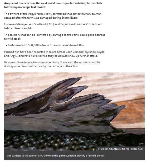 FMS blog Sept 2020 #22