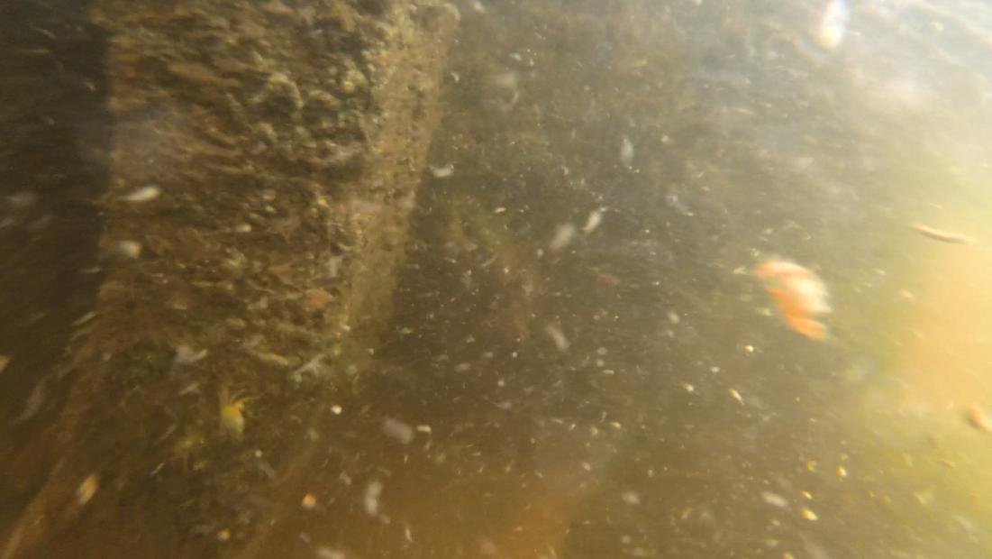 Effluent #7 shit in water Effluent #7 shit in water