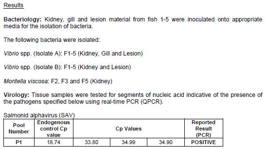 Kyles Vuia Feb 2020 #6