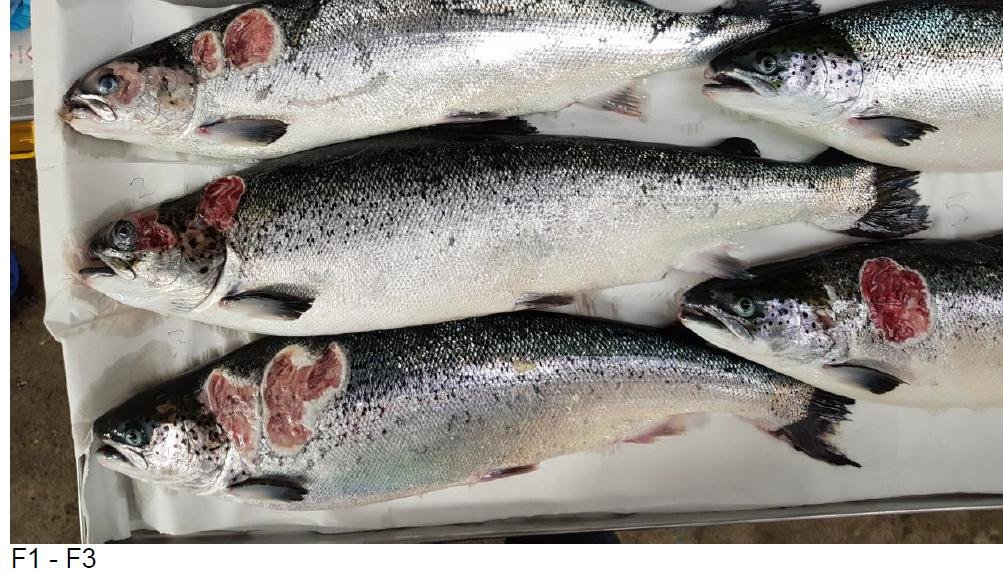 Kyles Vuia Feb 2020 Photo #1