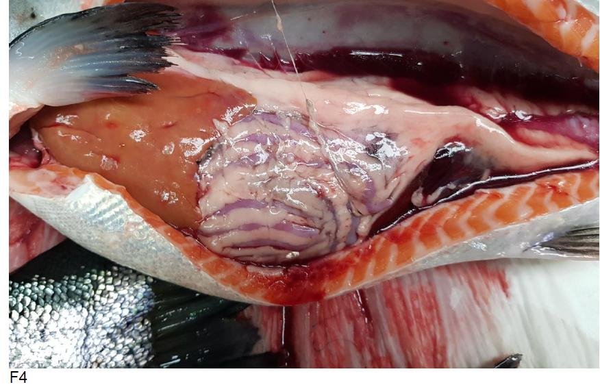 Kyles Vuia Feb 2020 Photo #3