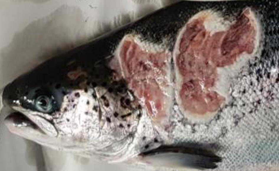 Kyles Vuia Feb 2020 Photo #6 close up