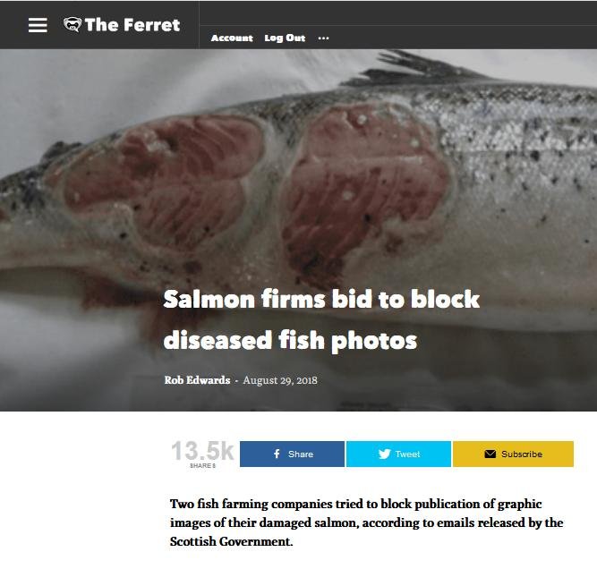 Ferret blocked photos #1 Ferret blocked photos #1