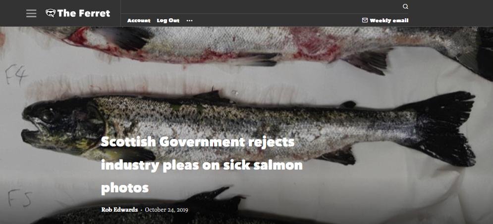 Ferret blocked photos #2 Ferret blocked photos #2