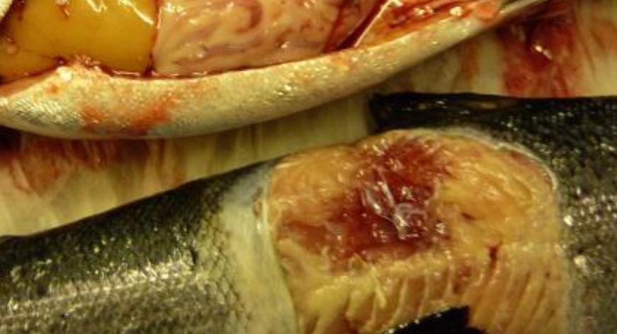 FOI photo disclosure Sept 2018 #10