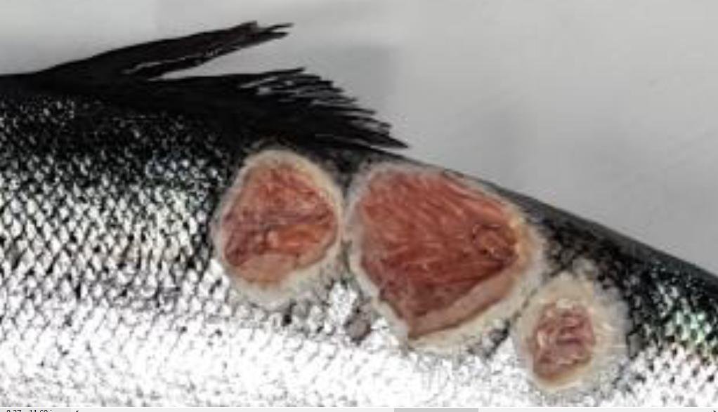 Kyles Vuia Feb 2020 Photo #8