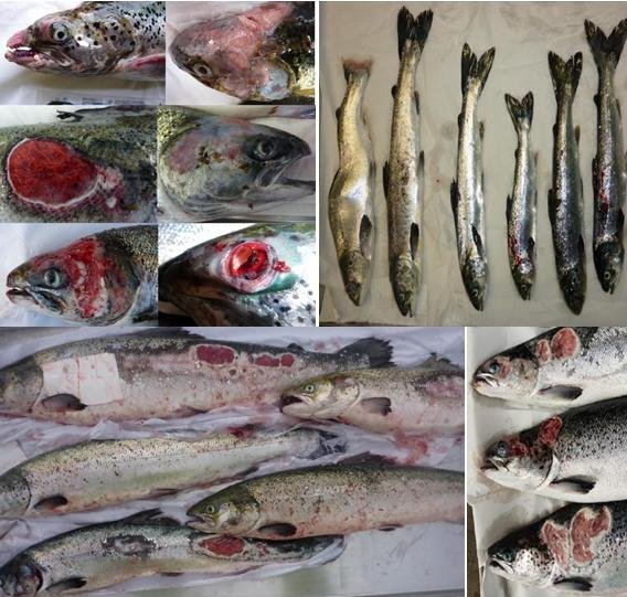 42 blog Tweet photo 42 million #1 20