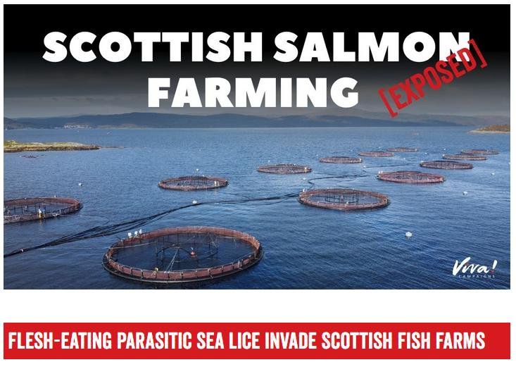 Viva Scottish Salmon Exposed Nov 2020 #2