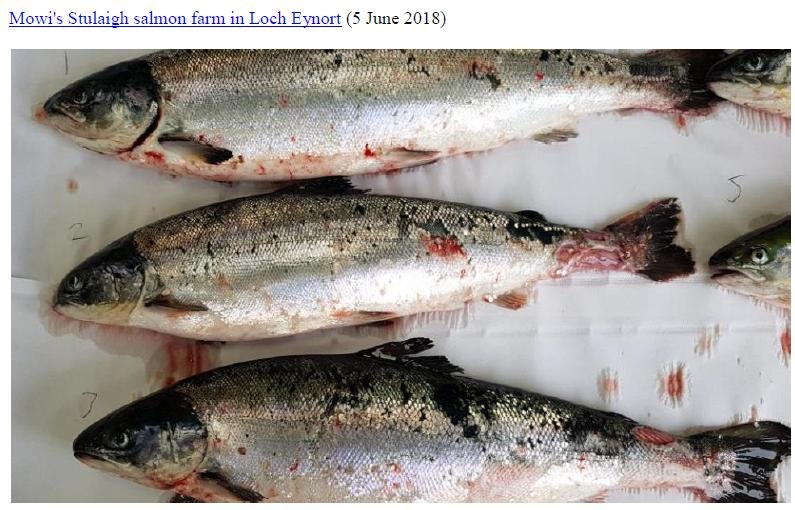 Mowi Stulaigh #1 Mowi Stulaigh #1