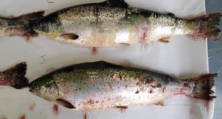 Mowi Stulaigh #2 Mowi Stulaigh #2