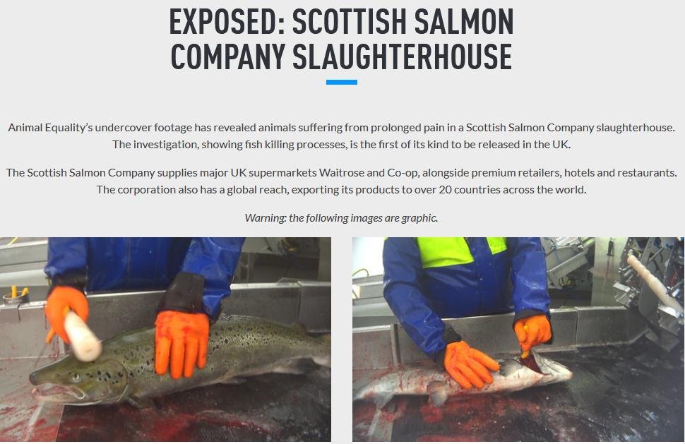 Animal Equality Feb 2021 #1 Animal Equality Feb 2021 #1