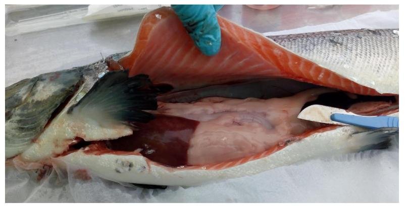 FHI SSC Plocropol #13 Photo