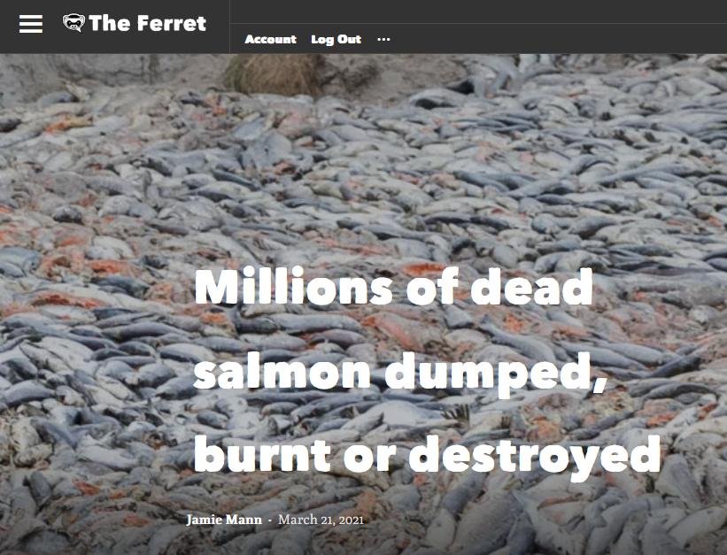 Ferret 21 March 2021 #1