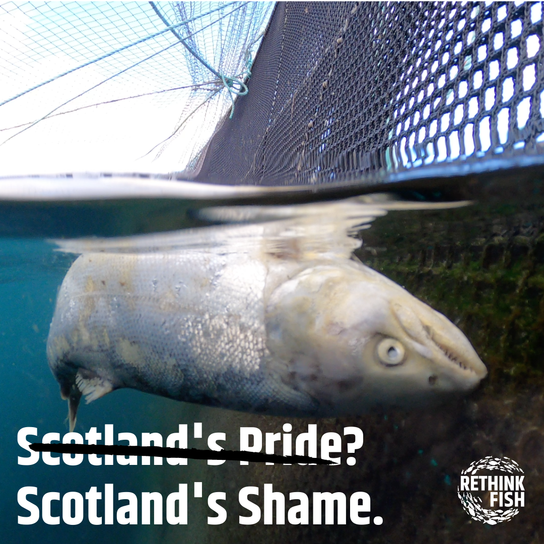 CIWF Scottish Salmon Investigation March 2021 Graphics #2 CIWF Scottish Salmon Investigation March 2021 Graphics #2