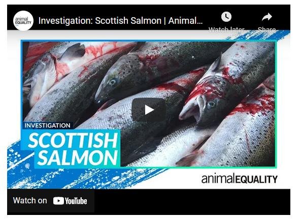 Native Hebridean salmon #5